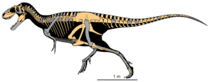 Teratophoneus curriei