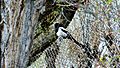 The Eurassian Magpie - A common sight in Kargil