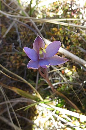 Thelymitra formosa.jpg