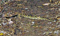 Timber-rattlesnake2