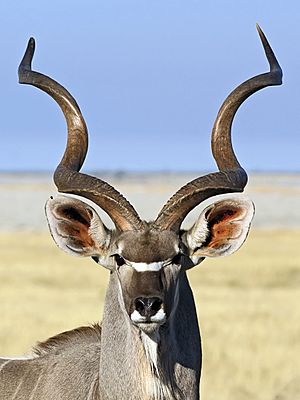 Tragelaphus strepsiceros ♂ (head).jpg