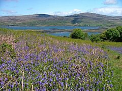 Ulbhabluebells