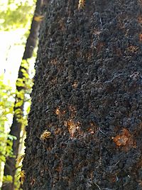 Ultracoelostoma assimile (Sooty Beech Scale)