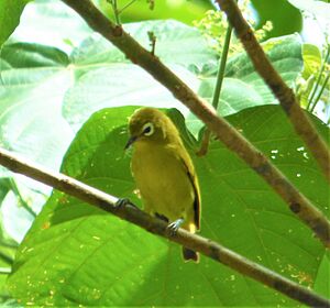 Vanuatuwhiteeye.jpg