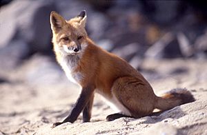 Vulpes vulpes sitting