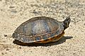 Yellow-bellied slider (06)