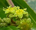 Ziziphus mucronata, blomme, Roodeplaat NR, c