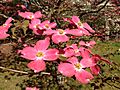 2013-05-10 08 26 08 Closeup of pink dogwoods at the Brendan T. Byrne State Forest headquarters