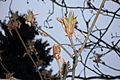 Aesculus octandra flower