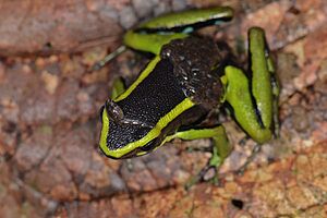 Ameerega trivittata with tadpoles.jpg