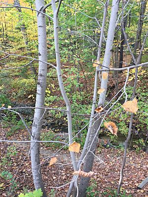 American linden in ravine