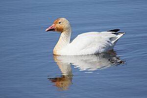 Anser caerulescens CT 08.jpg