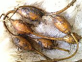 Apios americana tubers