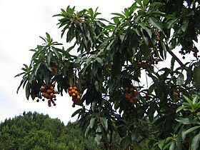 Arbutus canariensis2