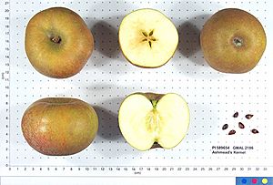 Ashmead's Kernel.JPG