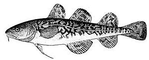 Atlantic tomcod.jpg