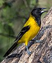 Audubon's Oriole (12626811374)