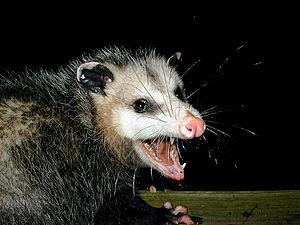 AwesomePossum-AmericanOpossum