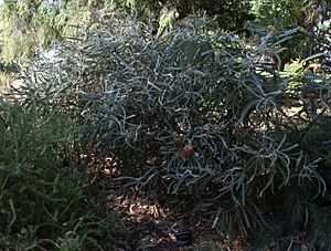 Banksia victoriae