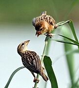 Baya Weaver I IMG 8234