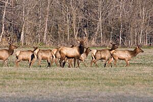 Bear Creek Elk