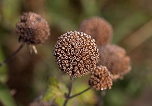 Bee balm seedhead (70424)