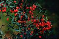 Berberis trifoliolata berries