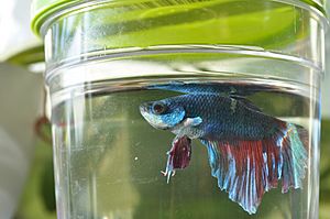 Betta fish