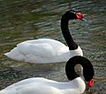 Black Necked Swan