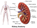 Blausen 0592 KidneyAnatomy 01