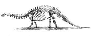 Brontosaurus skeleton 1880s