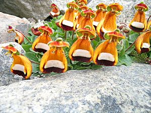 Calceolaria uniflora