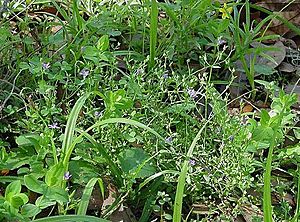 Campanula robinsiae.jpg