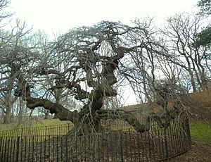 Camperdown Elm PP winter jeh