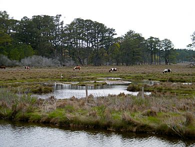 Chincoteague National Wildlife Refuge - A - Stierch