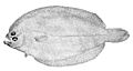 Citharichthys spilopterus.jpg