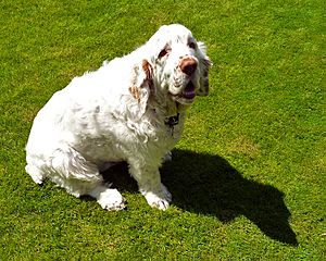 Clumber Spaniel on Grass