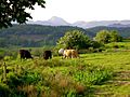 Countyleitrimcows