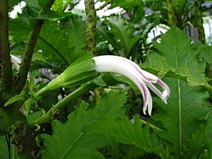 Cyanea lobata flower.jpg