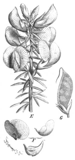 Cyclopia genistoides Taub104c