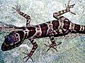 Cyrtodactylus phongnhakebangensis