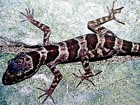 Cyrtodactylus phongnhakebangensis