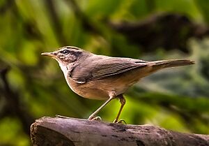 DuskyWarbler Cropped.jpg