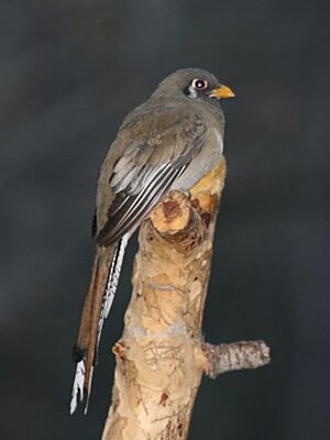 Elegant Trogon - female.jpg