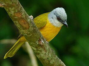 Eucometis penicillata -Manizales, Caldas, Colombia-8.jpg