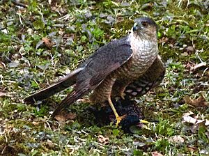 Female Sharp-shinned Hawk with prey (Starling)