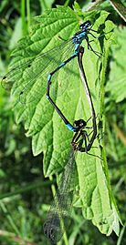 Fledermaus-Azurjungfer Coenagrion pulchellum 1