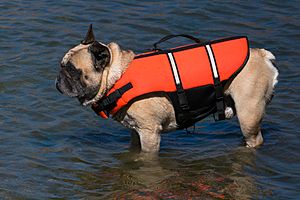 French bulldog in life jacket