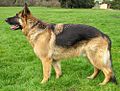 GermanShep1 wb