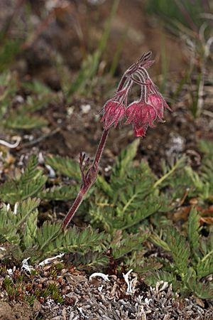 Geum triflorum 4879.JPG